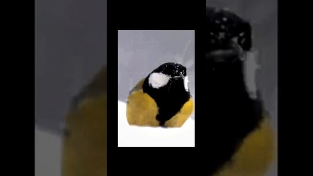 Лето Звуки природы Лето на селе утром для расслабления