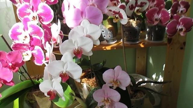 Фаленопсис в домашних условиях или как цветут мои орхидеи