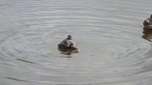 Утки умываются :)