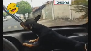 Топовая подборка смешных животных кошечек и собачек 2024
Ржу не могу до слез =) подборка на 4 марта