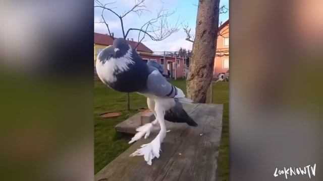 Такое Увидишь Только Раз в Жизни! Эти Случаи Удалось Снять на Камеру смотреть онлайн