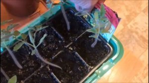 Посадка балконных сортов томата на рассаду. Результат!