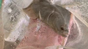 Камбала в аквариуме