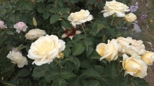 Чайно-гибридная роза Шопен.