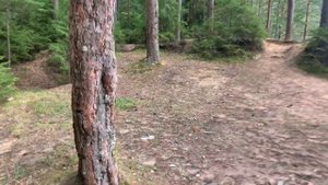 Грибы в Ленинградской области, поход за грибами  в поселок НОВИНКА