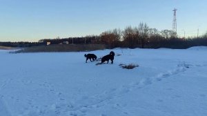 прогулки по берегу реки. Тувинские овчарки