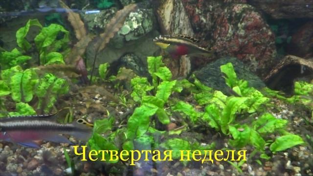 Попугайчик пельвикахромис пульхер.mp4