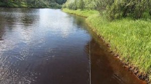 Щука на джерки и поверхностные приманки на реке Пур.