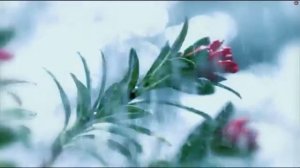 Pochill - Porque