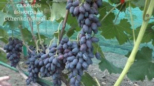 Атос- виноград ультрараннего срока созревания (Пузенко Наталья Лариасовна)