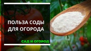 Применение пищевой соды на дачном участке   подкормка, защита от болезней и насекомых