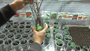 КОРНИ ЗА 7 ДНЕЙ! КАК УКОРЕНИТЬ СМОРОДИНУ СУПЕР СПОСОБ