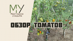 Обзор томатов в теплице и открытом грунте