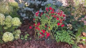 Роза Шакенборг, гортензии Литл Пассион, Самарская Лидия в сентябре в саду в горах.