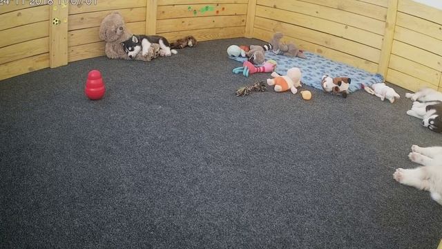 Сладкий сон Иджина на любимом нянь-Мишане смотреть онлайн