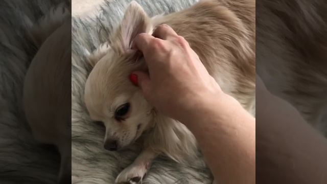 Чихуахуа чистит уши смотреть онлайн