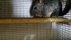 ШИНШИЛЛА КОРМЛЕНИЕ СУХАРИКОМ