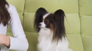 КОРОЧЕ ГОВОРЯ, МЕНЯ ПОДСТРИГЛИ? Major Dog hunfrise22 творит ЧУДЕСА! Веселый ЮКИ