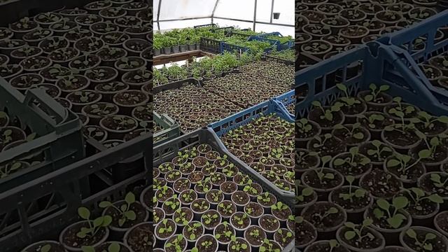 Тайдалы и другие сорта ампельной петунии с семян. Проделанная работа. смотреть онлайн