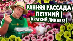 РАССАДА ПЕТУНИЙ