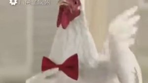 ПЕТУХИ ТАНЦУЮТ:ПОЛНЫЙ ШОК