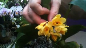 OrchidWeb - Dendrobium sulcatum