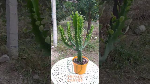 Süt ağacı kaktüsü Euphorbia Trigona Mint Cream 70 cm büyük boy yeşil Afrika süt kaktüsü