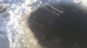 Ловля налима на Оби .