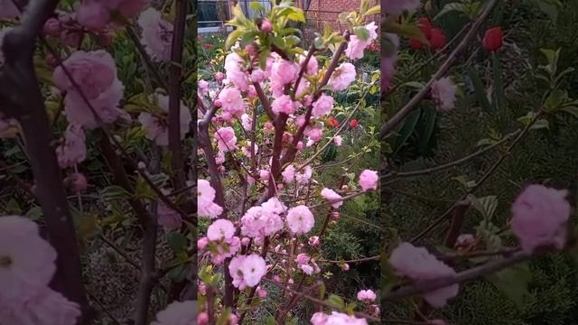 Цветёт Миндаль в #саду. смотреть онлайн