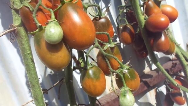 ТОМАТ ДЕ БАРАО ЧЕРНЫЙ. Ольга Чернова. смотреть онлайн