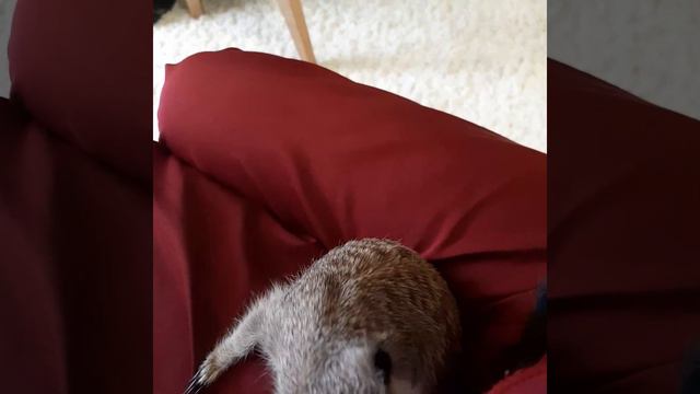 Наши милые животные. Сурикаты. Наша девочка Жанна. 2 декабря 2022 года смотреть онлайн