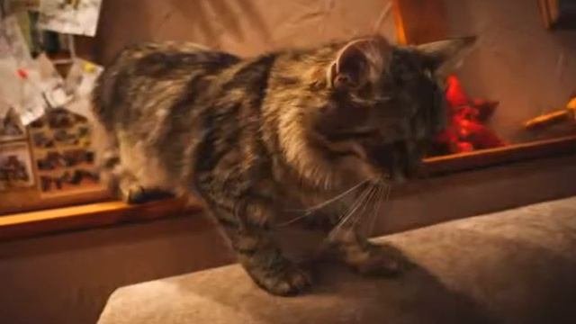 CatHouse