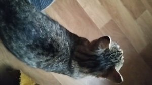 кот ластится