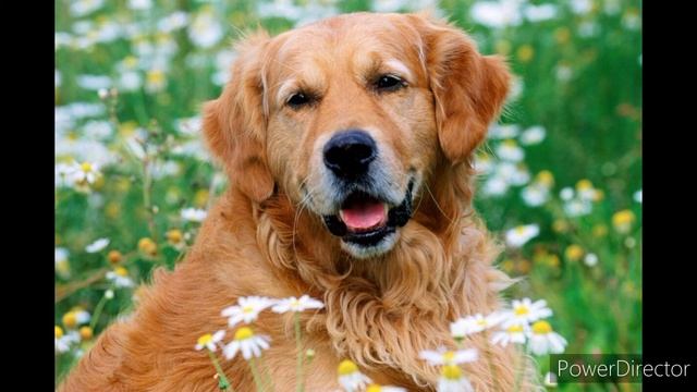 Почему собаки метит территорию смотреть онлайн