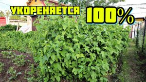 Самый легкий способ размножить смородину в любое время года! Просто прикопайте ветвь смородины!