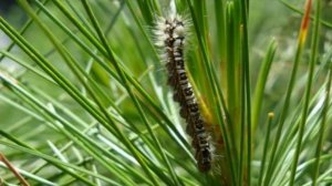 26 07 2016 Бабочек сибирского шелкопряда ловят в Удмуртии