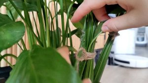 Спатифиллум через сутки после обработки | Итог реанимации