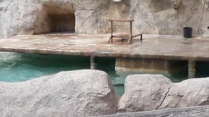 Выступление морских котиков. Зоопарк Тунис Сус