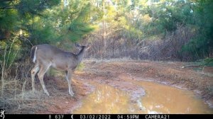 Trail Camera Pick-Up (3-6-22)