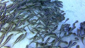 Дайвинг Египет. Egypet Diving.