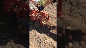 картопле-копалка мотоблок kipor (Саня)