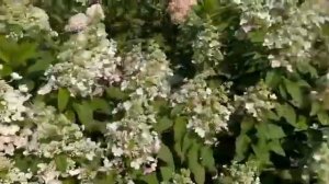 Гортензии Даймонд руж,  Пинки винки