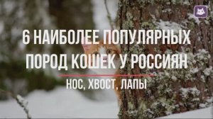 6 популярных и любимых пород кошек у россиян