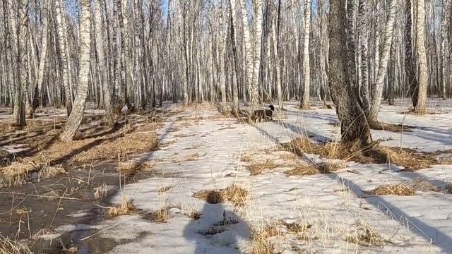 Канадский волк -  гибрид.  Из зимы в лето и наоборот.  Оживают муравейники..mp4