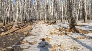 Канадский волк -  гибрид.  Из зимы в лето и наоборот.  Оживают муравейники..mp4