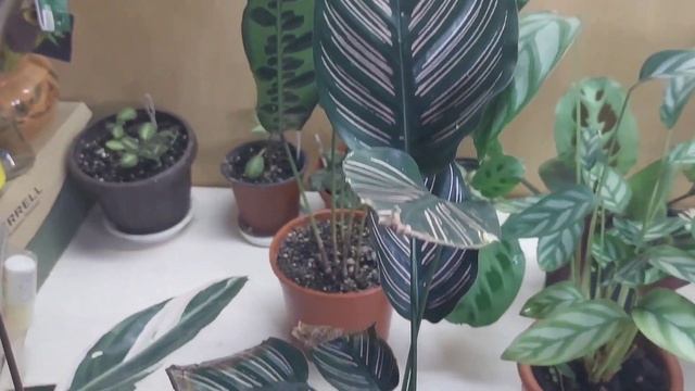 Мои марантовые/ уход/ проблемы с листьями смотреть онлайн