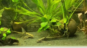 Стурисома панамская (самец и самка)