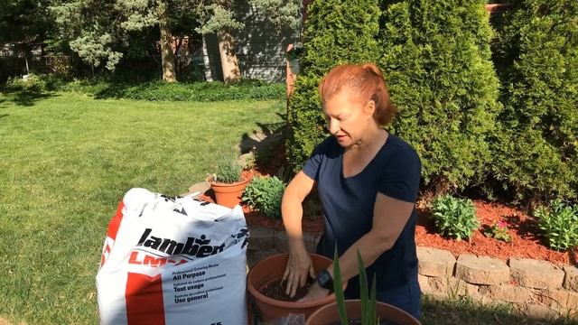 Container Gardening Gladiolus
