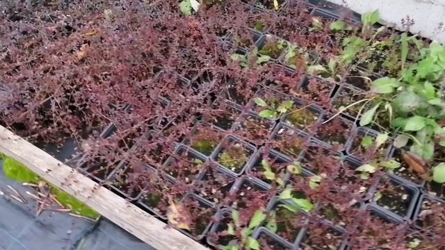 Осень 22 года, саженцы клюквы.mp4 смотреть онлайн