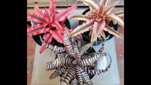 Виды бромелиевых растений  Часть 2